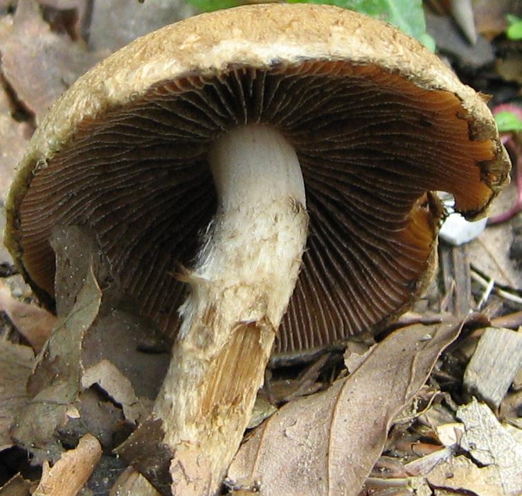 Escursione a Limestre e funghi da identificare